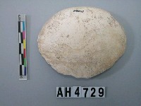 藏品(大型螺蓋製貝刮器)的圖片